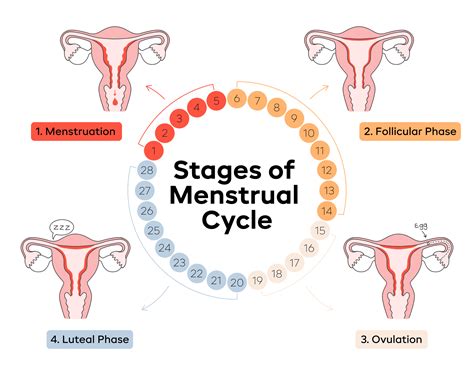 The 4 Stages of the Menstrual Cycle | Aunt Flow