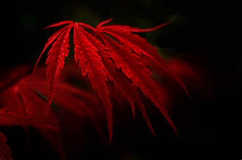 Download Fall Macro Nature Leaf HD Wallpaper