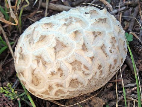 Western Giant Puffball (Calvatia booniana) in Alberta