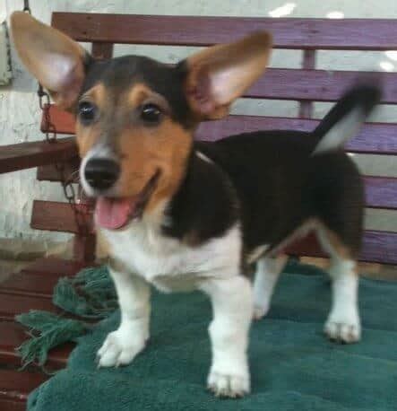 Corgi Beagle Mix - Interesting Facts You Need to Know Now - PetDT