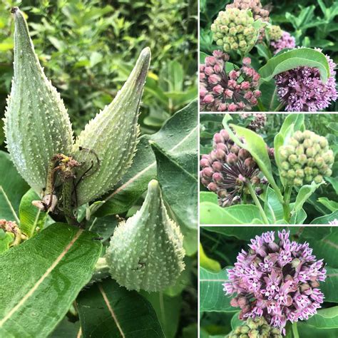 Monarch Butterfly Milkweed Asclepias syriaca fragrant blooms attract ...