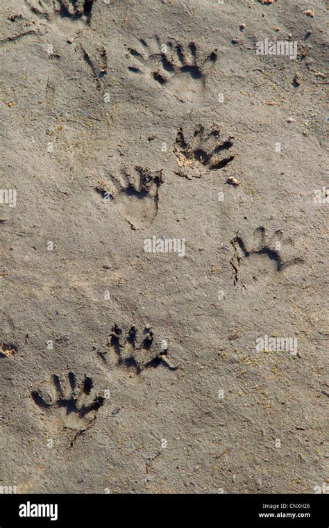 Raccoon Footprints High Resolution Stock Photography and Images - Alamy