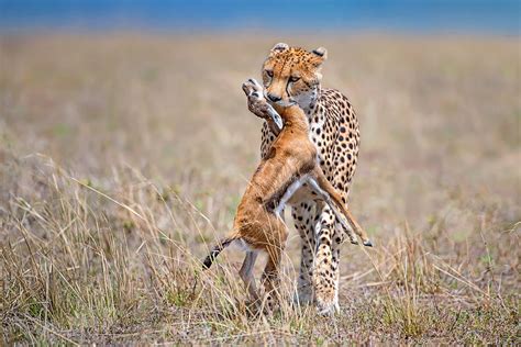 Cheetah With Prey Photograph by Xavier Ortega - Fine Art America