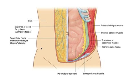 Abdominal Wall Anatomy - Muscles, Rectus sheath above and below arcuate ...