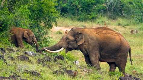 Peppara-Wildlife-Sanctuary - Kerala Tourism