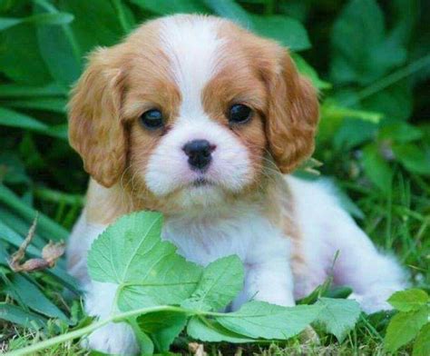 Pin by Pauly Merkx on Dieren | King charles cavalier spaniel puppy ...