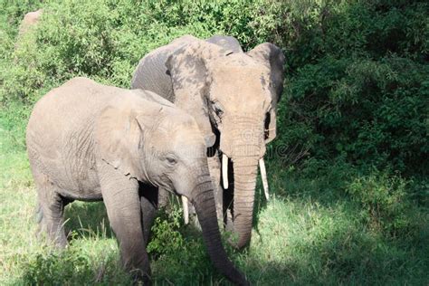 Elephants in Serengeti stock image. Image of national - 7678707