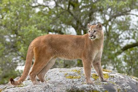 But the Animals Are Cuter! - The Biome Project: The Chaparral