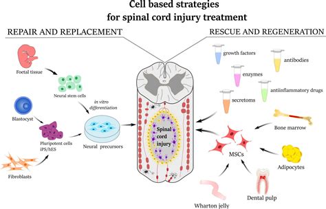 How Can You Help A Spinal Injury In Dog Heal