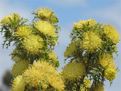 South Australian Native Plants