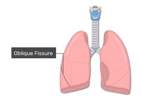 Lung Anatomy Fissures