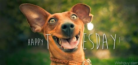 happy tuesday dog - Clip Art Library