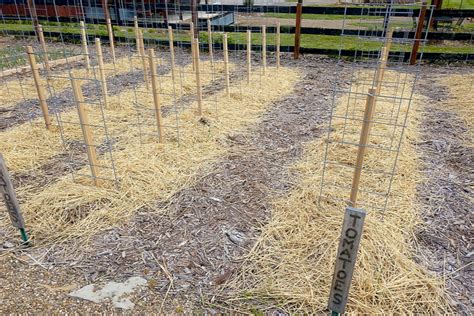 The Best Way To Stake Tomato Plants Ever - A New Twist On DIY Stakes!