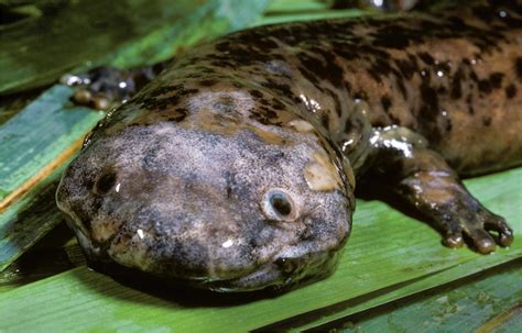 Giant salamanders: Farmed yet endangered | Science