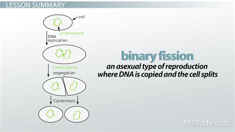 Binary Fission: Definition, Steps & Examples - Video & Lesson ...