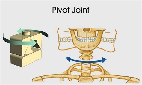 Fabulous Examples of Pivot and Hinge Joints in the Human Body_Skeletal ...