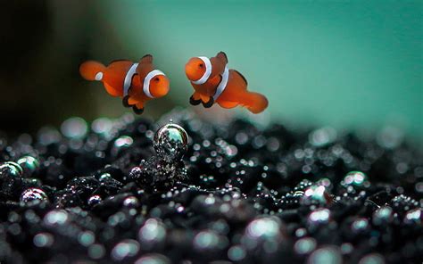 clownfish, HD wallpaper | Wallpaperbetter