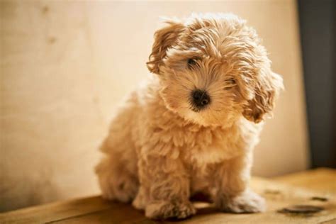 Maltipoo Colors (with Pictures) Coat Color Guide And Photo Gallery ...