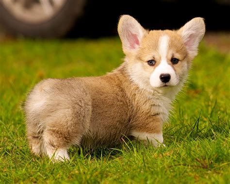 Corgi Puppies Wallpaper - WallpaperSafari