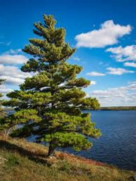 Eastern White Pine Tree Seeds Pinus Strobus Seeds - Etsy