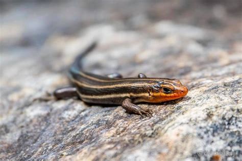 Common five-lined skink at The North Carolina Arboretum. Photo by David ...