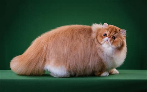 Download wallpapers Ginger Persian cat, big fat cat, fluffy ginger cat ...