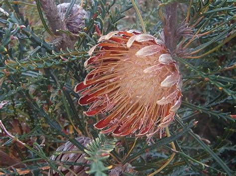 PlantFiles Pictures: Banksia Species (Banksia tenuis), 1 by Kell