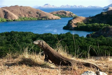 Komodo National Park (Taman Nasional Komodo), East Nusa Tenggara ...