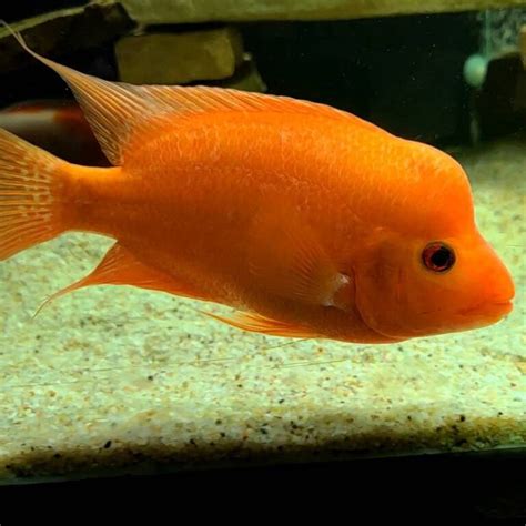 Red Devil Cichlid: Size, Tank Mates & Aggression