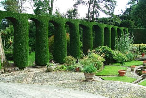 Caring for your Leylandii hedge - H is for Home Harbinger