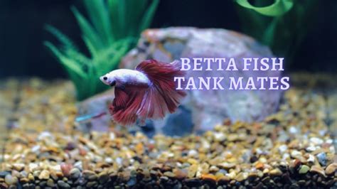 ᐉ Betta Fish Tank Mates: What best 10 fish can Bettas live with