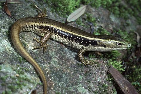 Eastern Water Skink - The Australian Museum