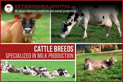 Cattle breeds specialized in milk production - Ruminants