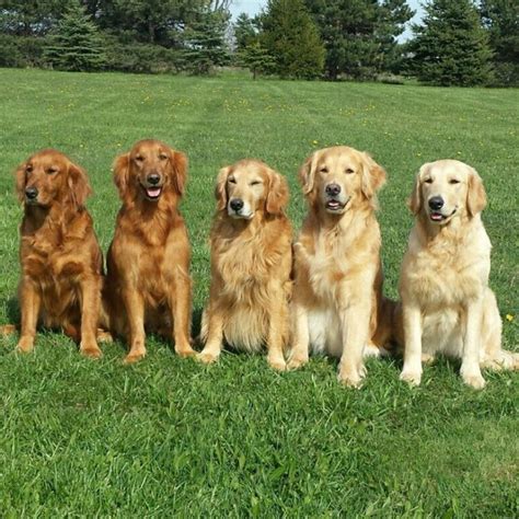 Different shades of Gold Retriever . | Golden retriever dog pictures ...