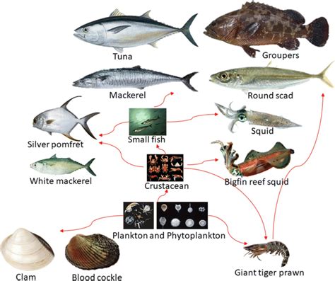 Food chain in a marine ecosystem | Download Scientific Diagram