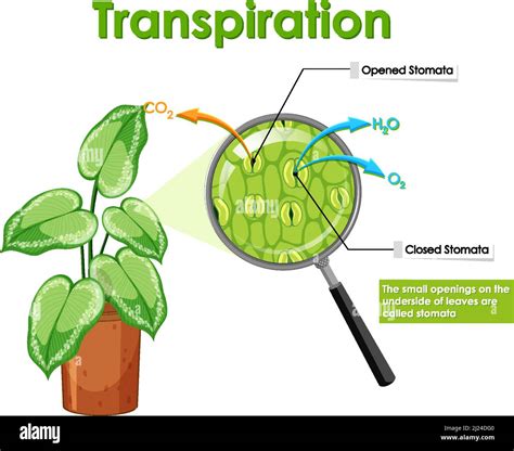 Diagram showing transpiration in plant illustration Stock Vector Image ...