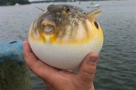 Wareham Puffer Fish is All Smiles at Onset Pier