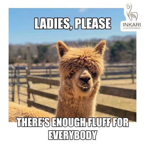 🦙🤣 ALPACA MEME 🤣 🦙 😁 Love is in the air 😁 🤪 Addicted to alpacas too ...