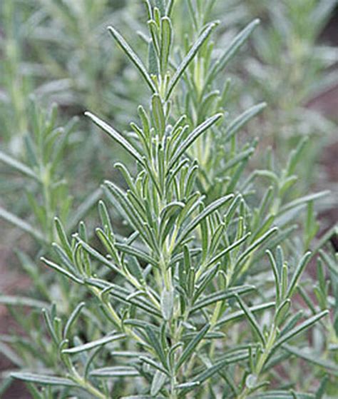 Arp Rosemary Plant Rosmarinus Officinalis Arp Rosemary | Etsy