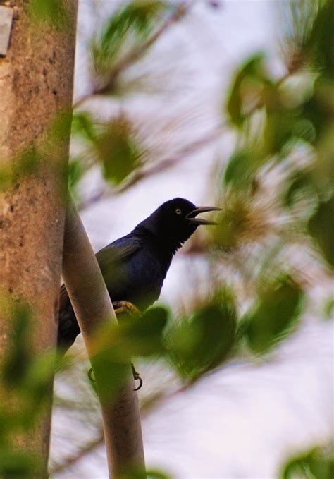 Portrait of Panama: Panama Wildlife