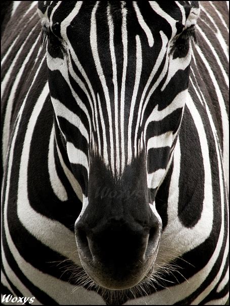 Zebra: perfect symmetry by woxys on DeviantArt