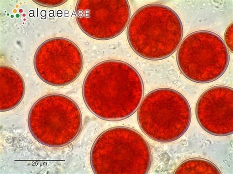 Haematococcus pluvialis - Alchetron, the free social encyclopedia