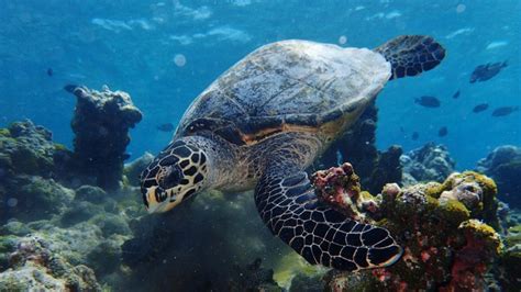 Snorkeling trips in the Maldives - divetip.com