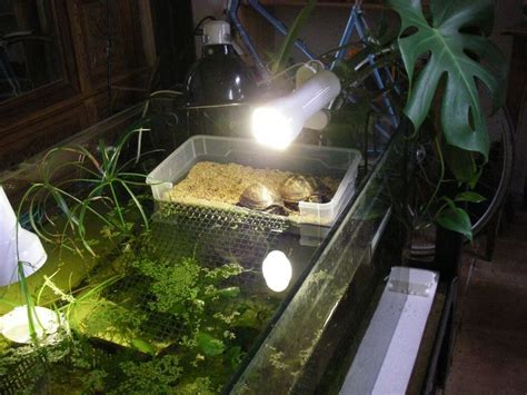 3 striped mud turtles | Turtle tank setup, Turtle habitat, Turtle aquarium