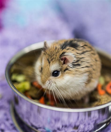 A Complete Dwarf Hamster Care Guide, From Feeding To Housing And More