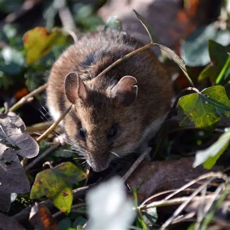 Wood Mouse - Facts, Diet, Habitat & Pictures on Animalia.bio