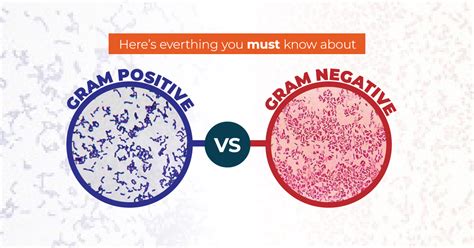 Gram Positive vs Gram Negative Bacteria | ORAPI Asia