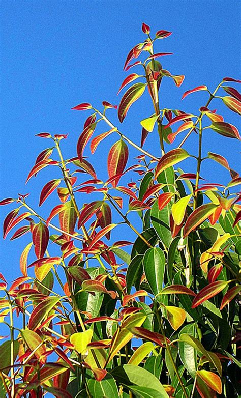 Growing Cinnamon in Containers | How to grow Cinnamon plant - Naturebring