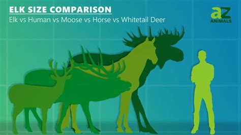 Moose vs Horse: What Are the Differences? - IMP WORLD