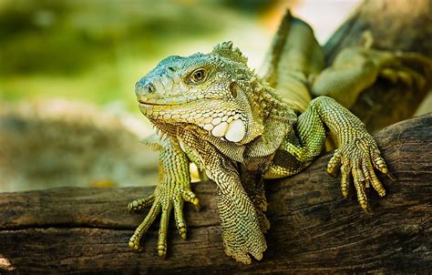 Types of Lizards - WorldAtlas